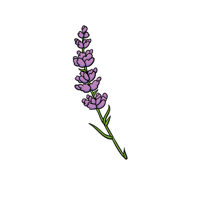 How To Draw Lavender