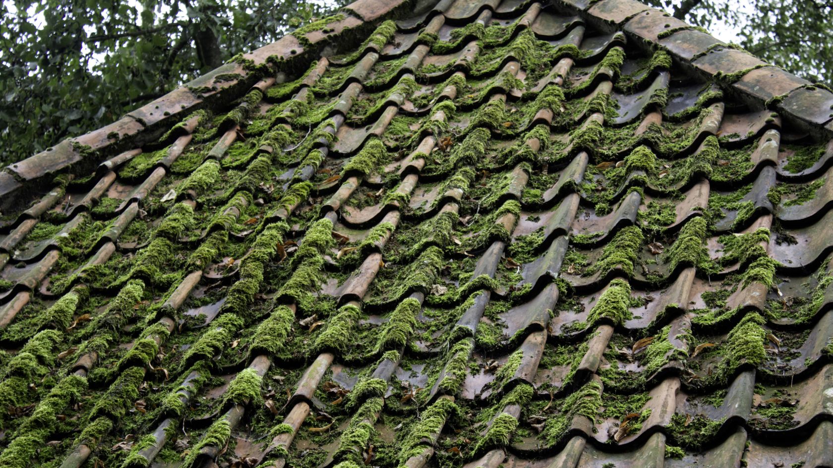 MOSS ON YOUR ROOF