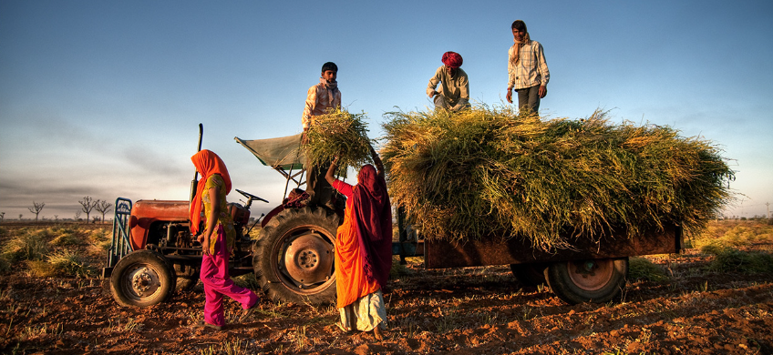 The Diversity of Indian Agriculture - Know Complete Details