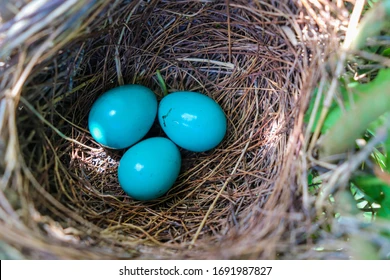 What Kind Of Bird Lays Blue Eggs