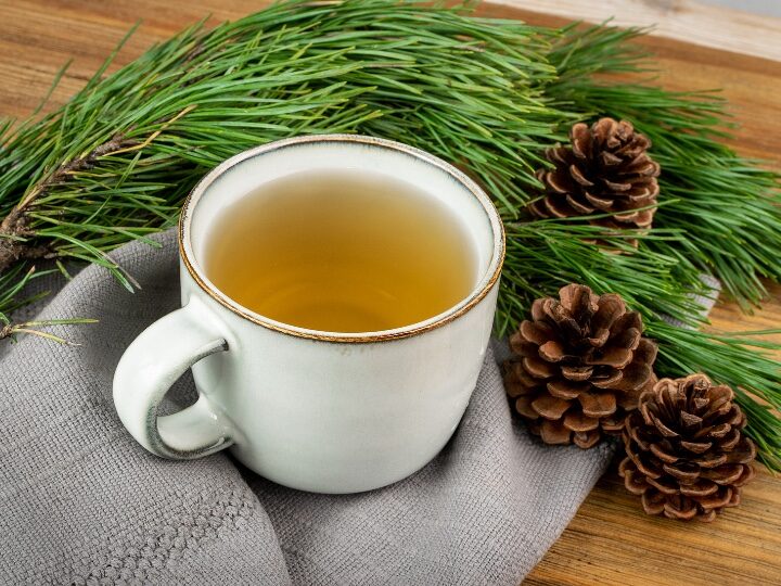 Pine needle tea benefits